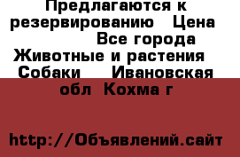 Предлагаются к резервированию › Цена ­ 16 000 - Все города Животные и растения » Собаки   . Ивановская обл.,Кохма г.